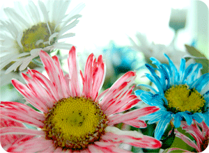 How to Color Daisies